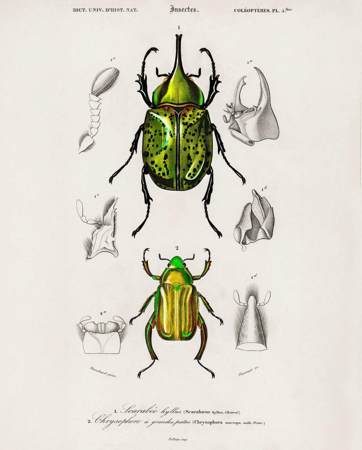 Beetle