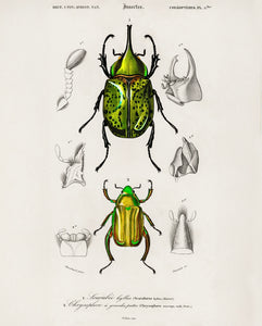 Beetle