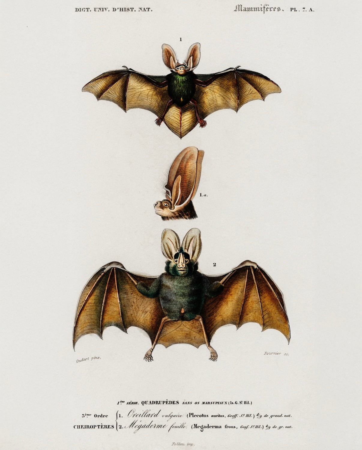 Bat