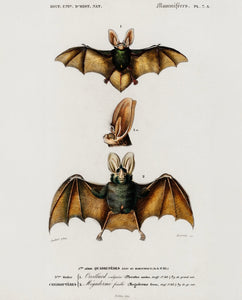 Bat