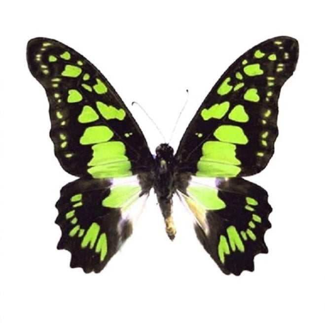 “Graphium Tyndareus Butterfly”- (Originally Costs $165) ONLY 5 AVAILABLE