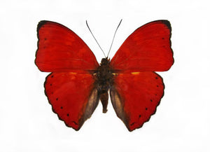 “Red Glider Butterfly”- (Originally Costs $165) ONLY 5 AVAILABLE