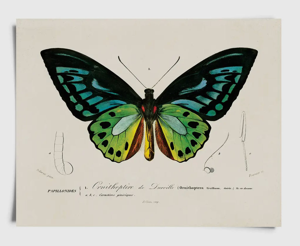 Vintage D'orbigny Green Butterfly Print