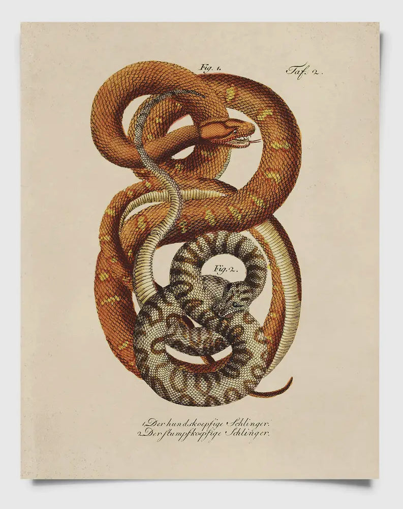 Vintage Natural History French Snake Zoology Print