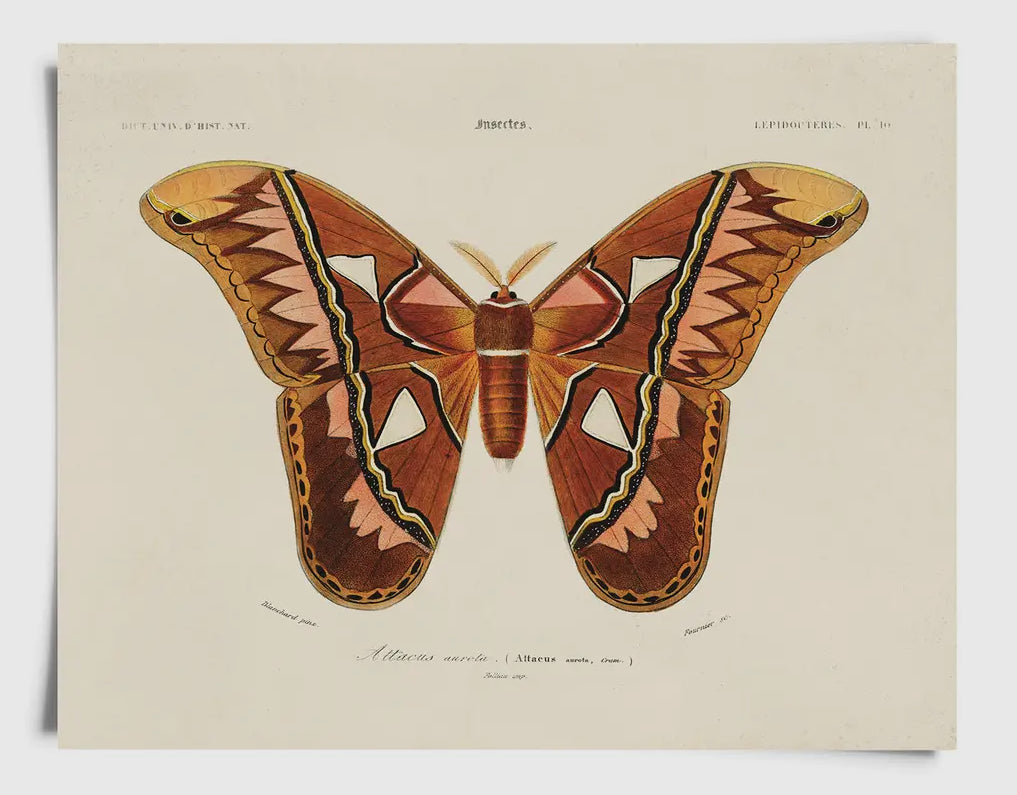 Atlas Moth Print