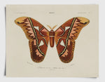 Atlas Moth Print