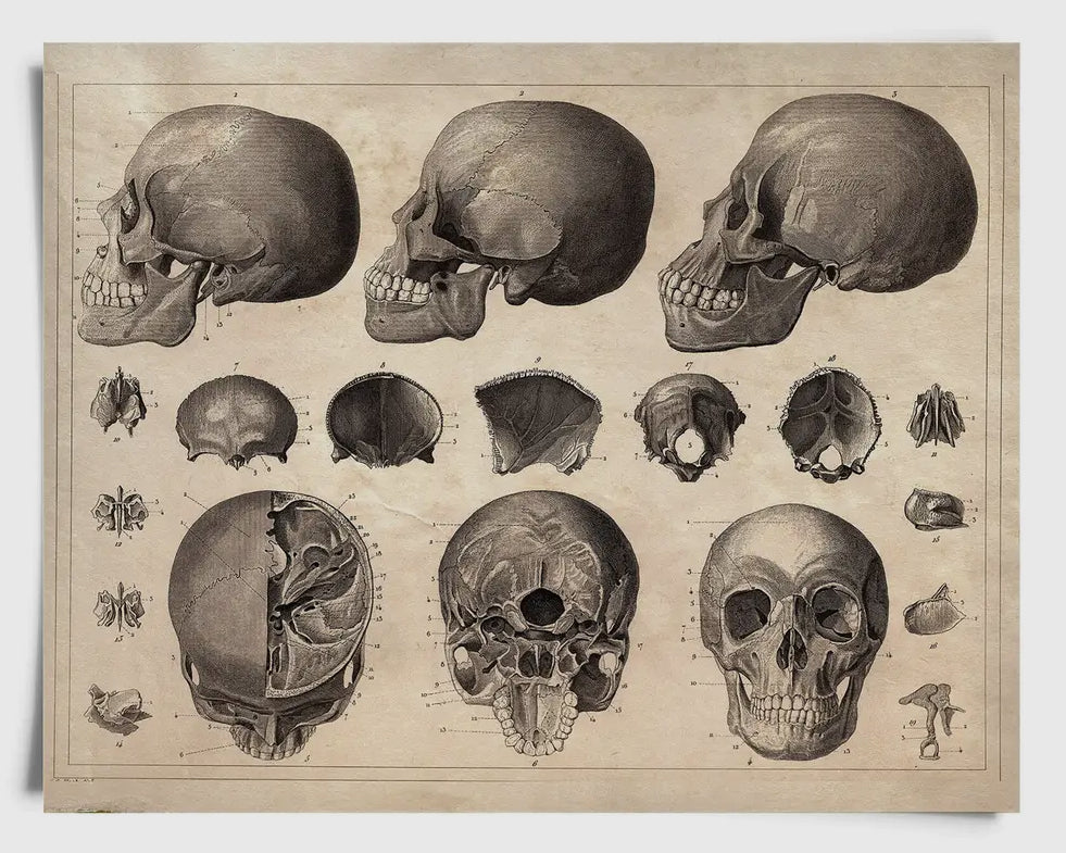 Vintage Anatomy Skull Diagram Print