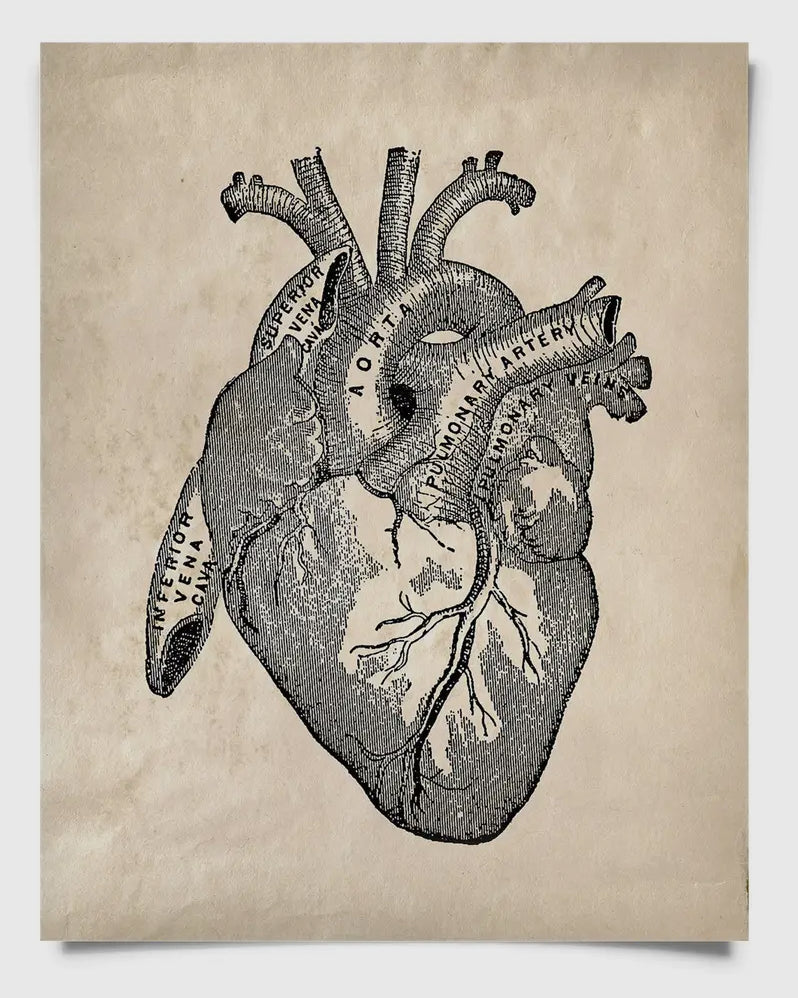 Vintage Anatomy Heart Diagram Print