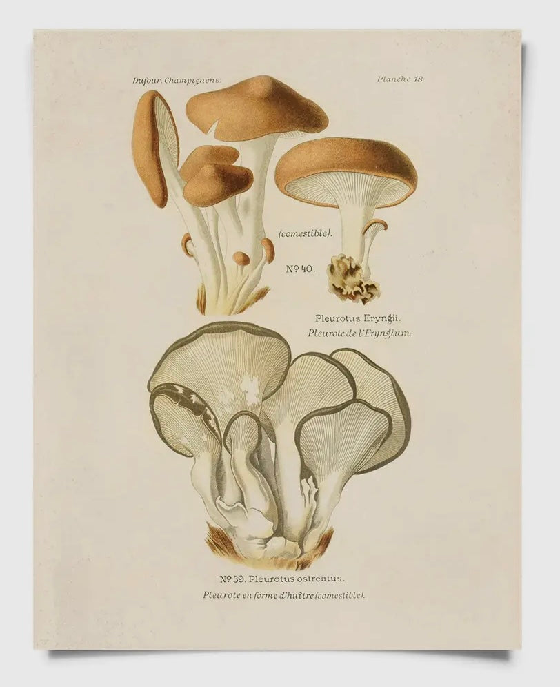 Vintage Oyster Mushroom Print