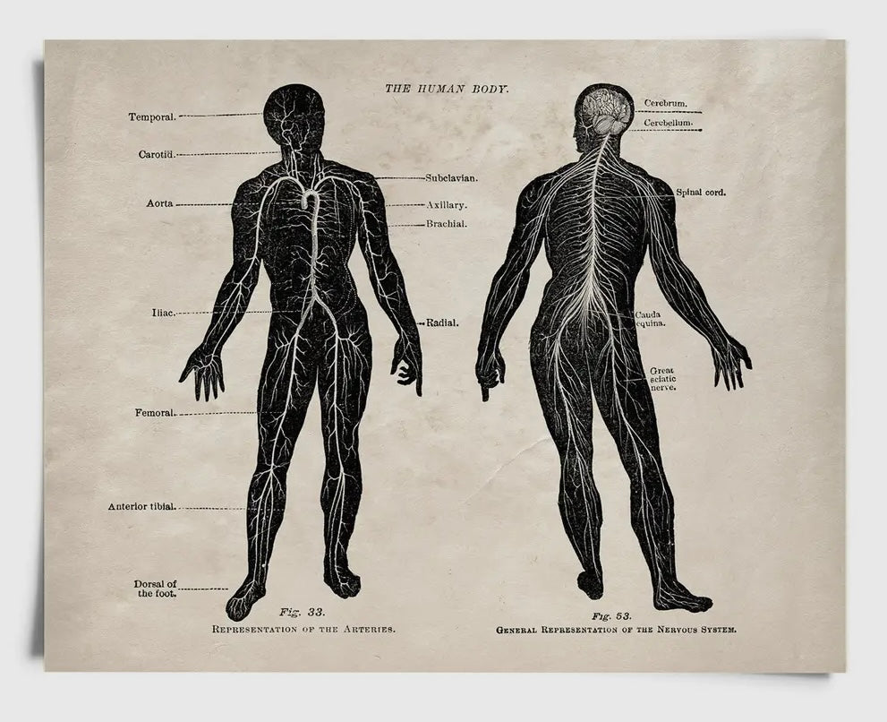 Vintage Anatomy Arteries Nervoussystem Print