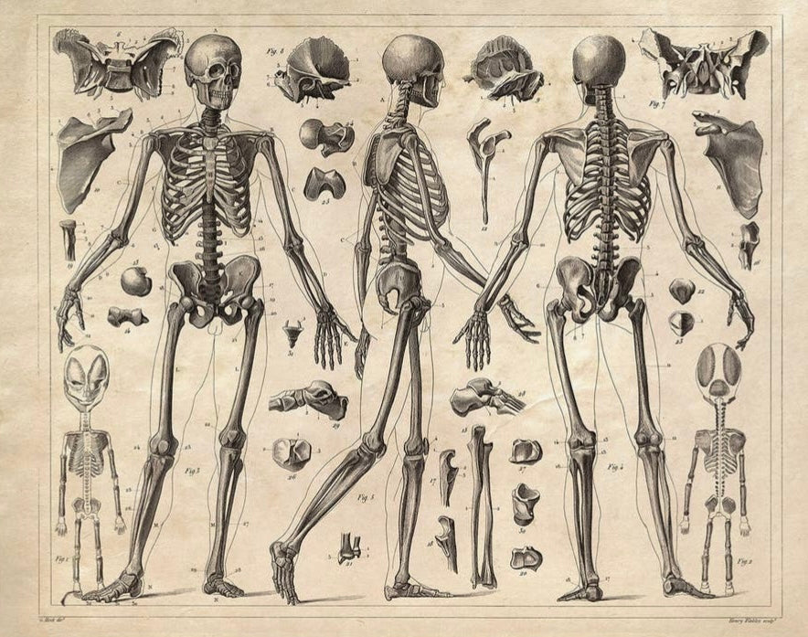 Vintage Anatomy Skeleton Diagram Print