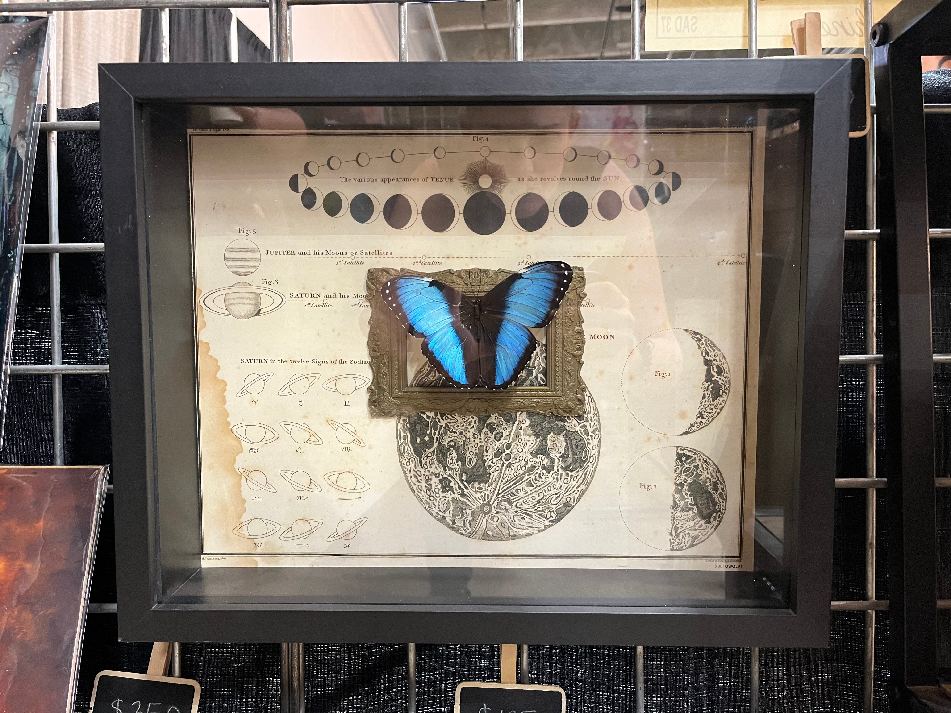 Morpho