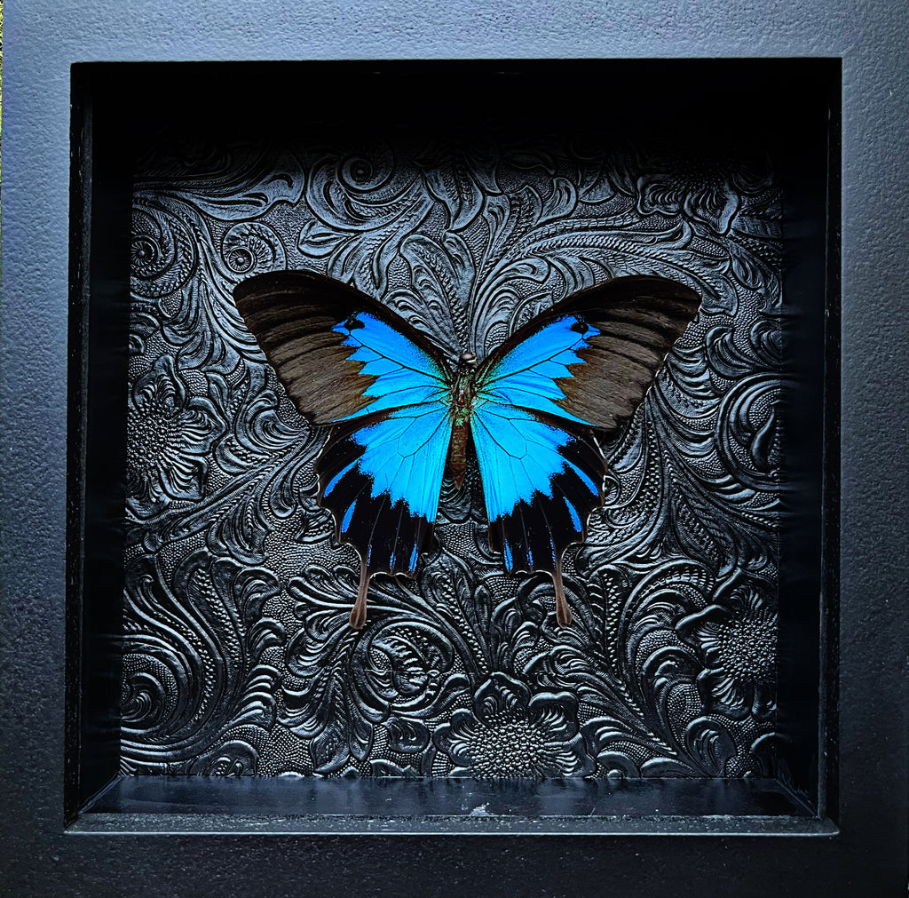 “Papilio Telegonus”- Butterfly