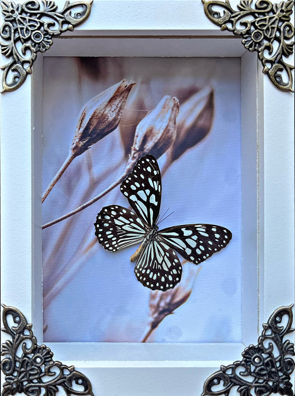 “Parantica Sita”- Butterfly