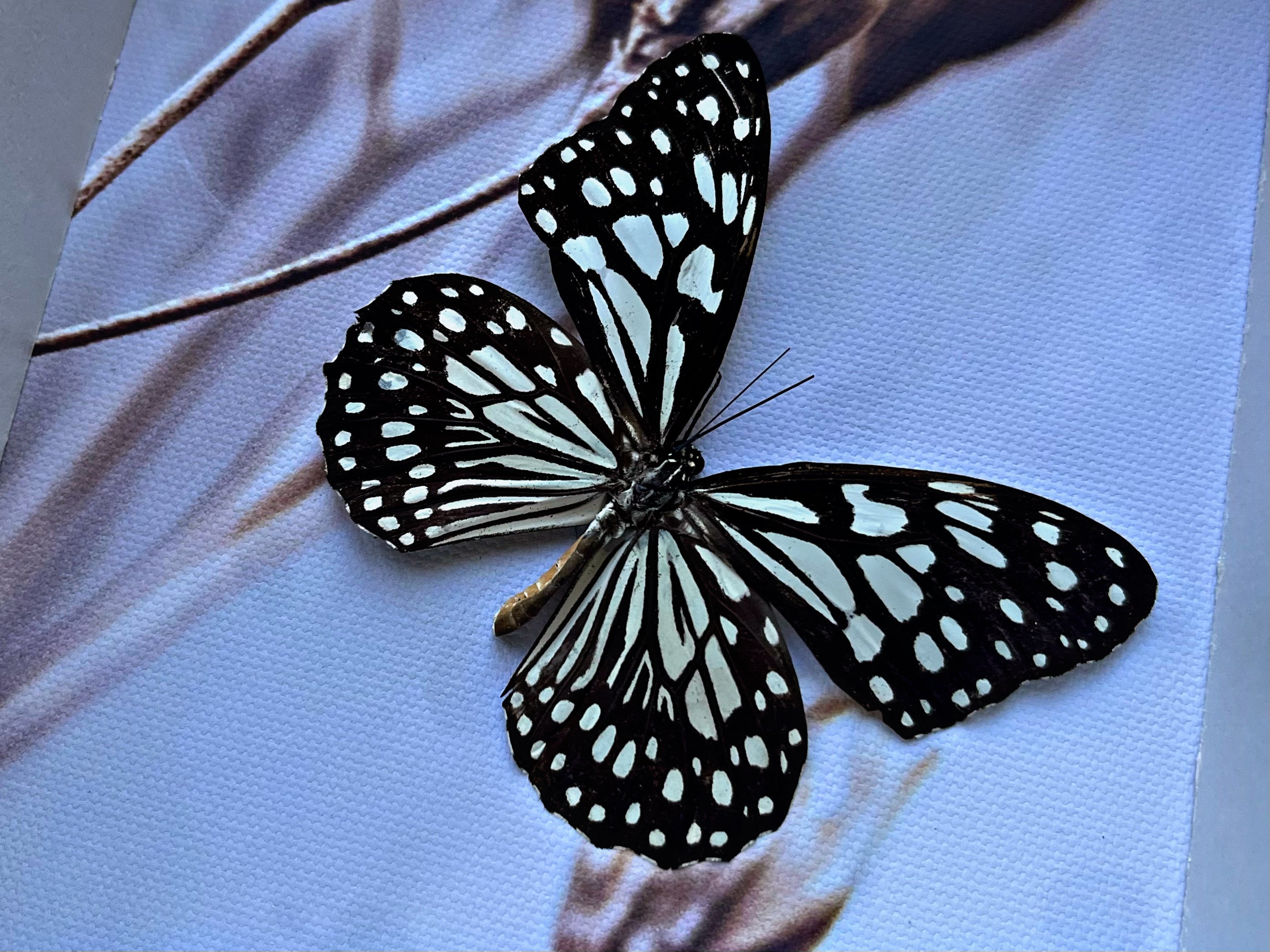“Parantica Sita”- Butterfly
