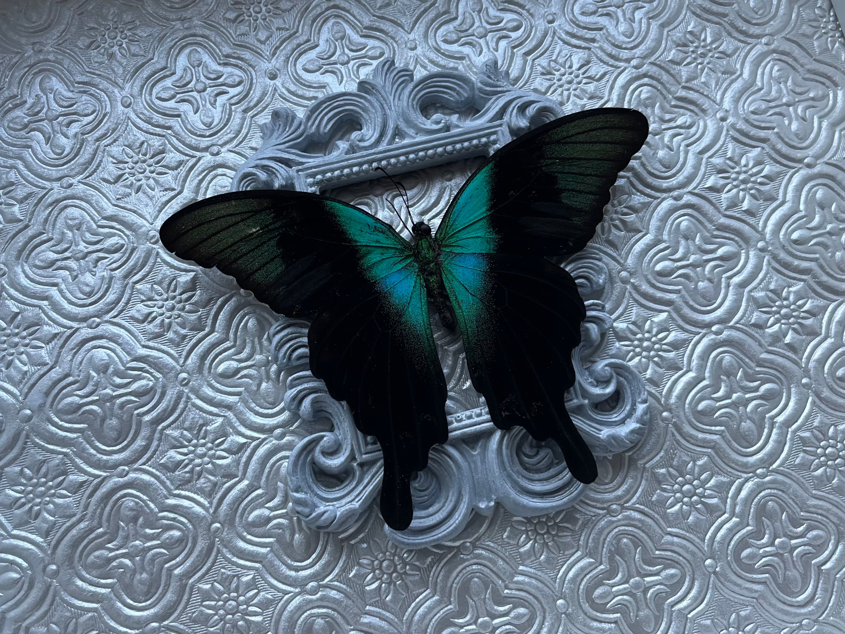 “Papilio Adamantius”- Butterfly