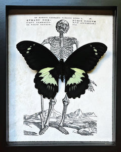 “Papilio Gambrisius”- Butterfly