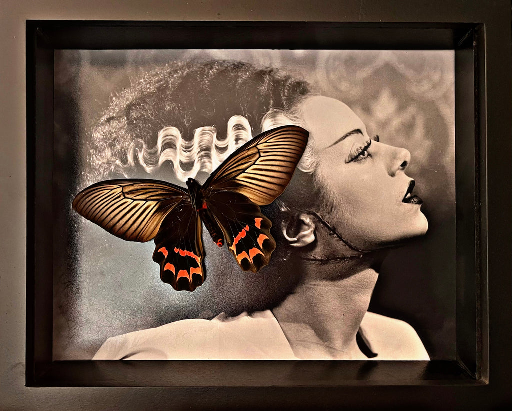“Atrophaneura Dixoni”- Butterfly