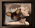 “Atrophaneura Dixoni”- Butterfly
