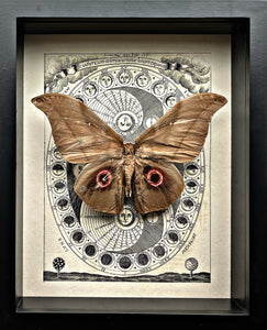 “Saturn Moth”