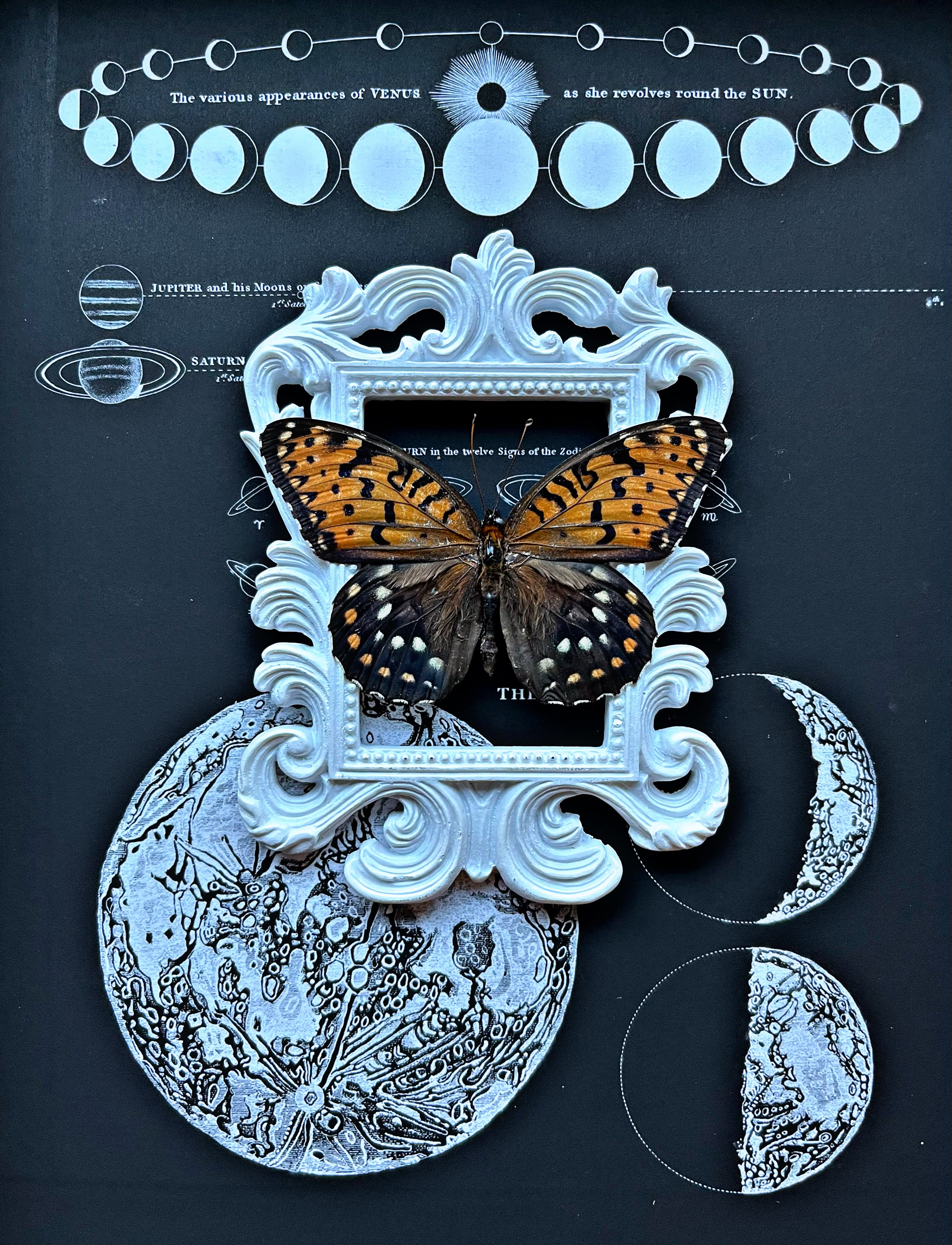 “Speyeria Idalia”- (RARE) Butterfly