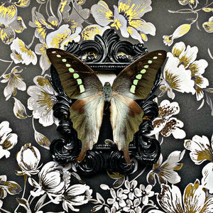 “Graphium Codrus”- Butterfly