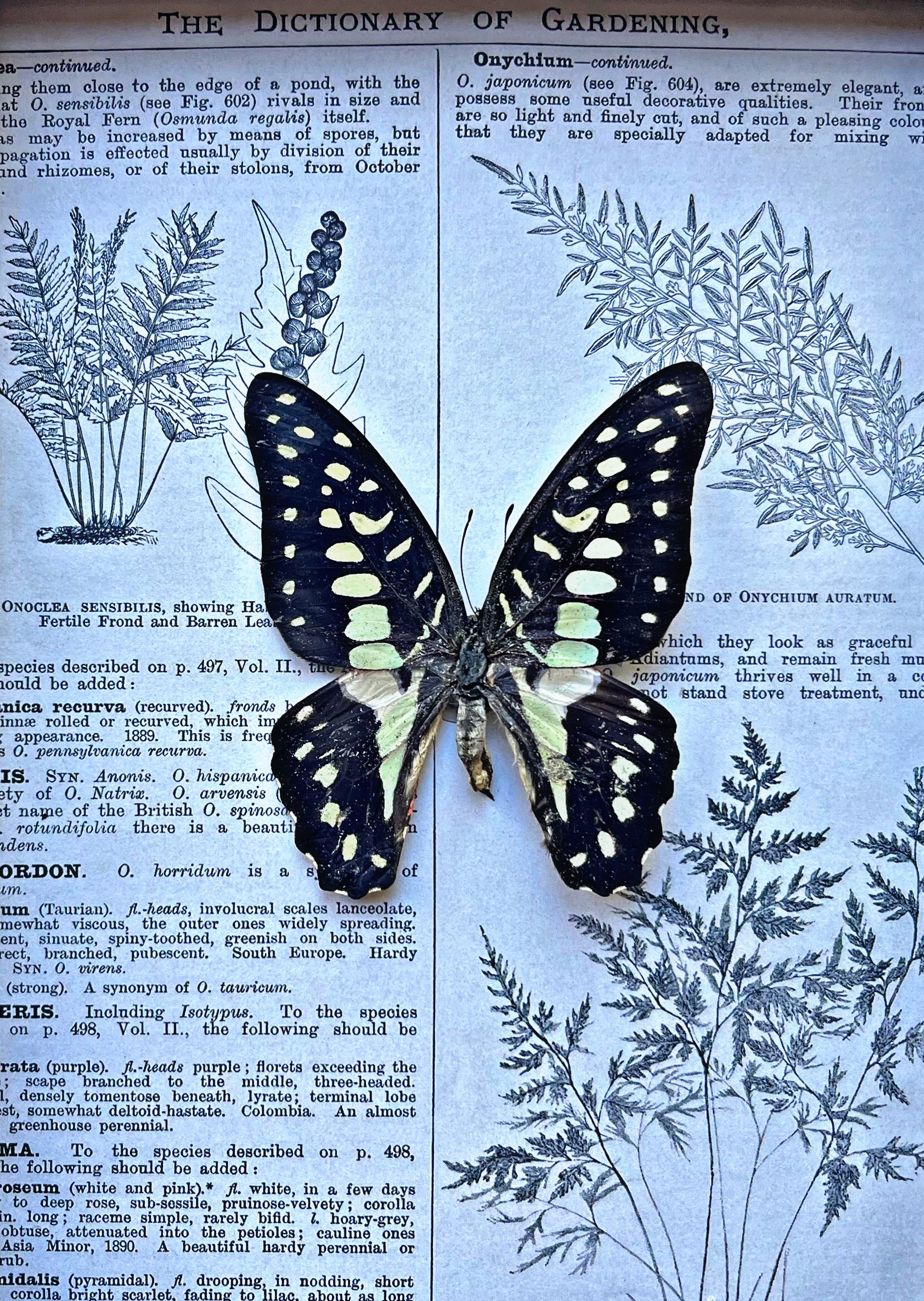 “Graphium Agamemnon”