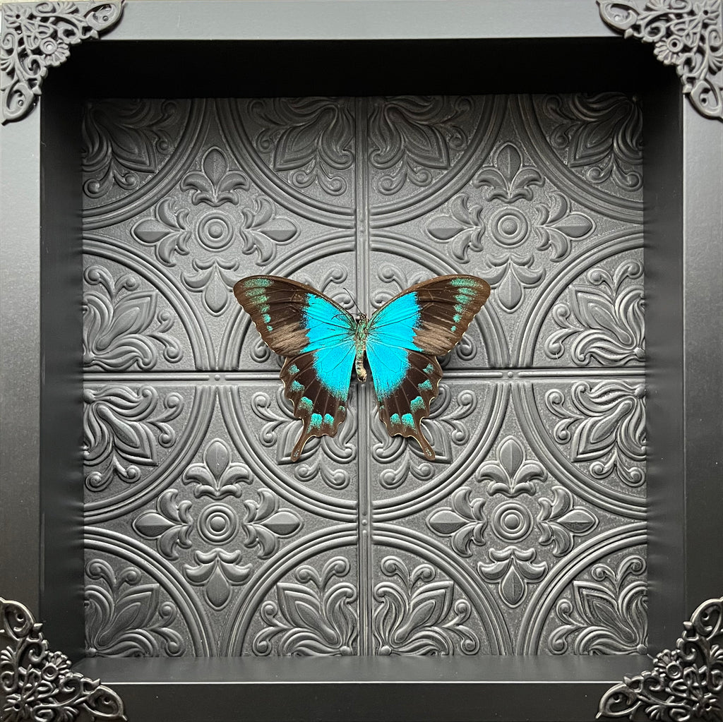 “Papilio lorquinianus”-Butterfly