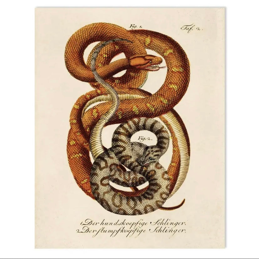 Vintage Natural History French Snake Zoology Print