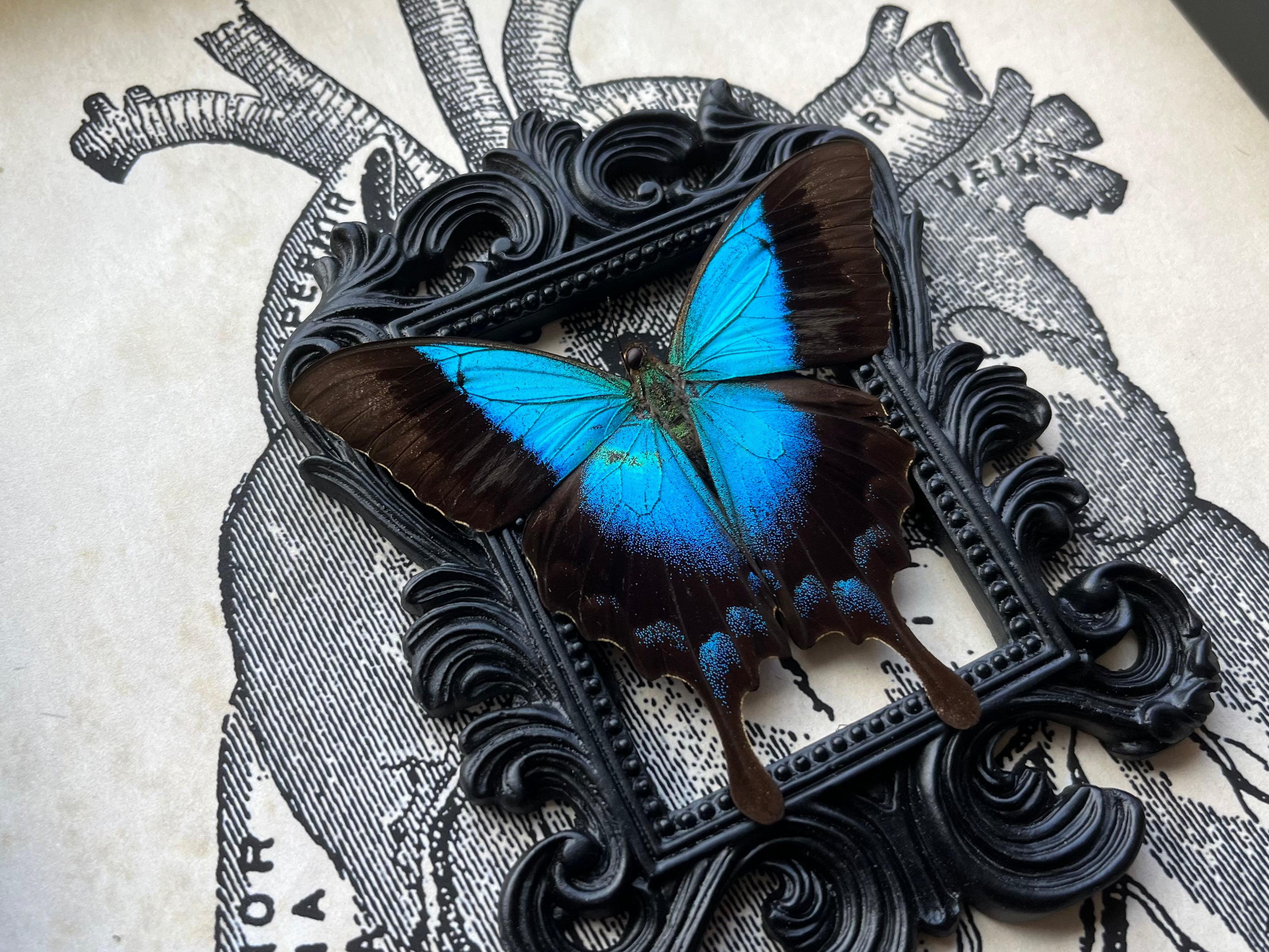 “Papilio Pericles”- Butterfly