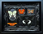 Collectors Edition- Butterflies