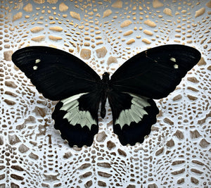 “Papilio Gambrisius”- Butterfly