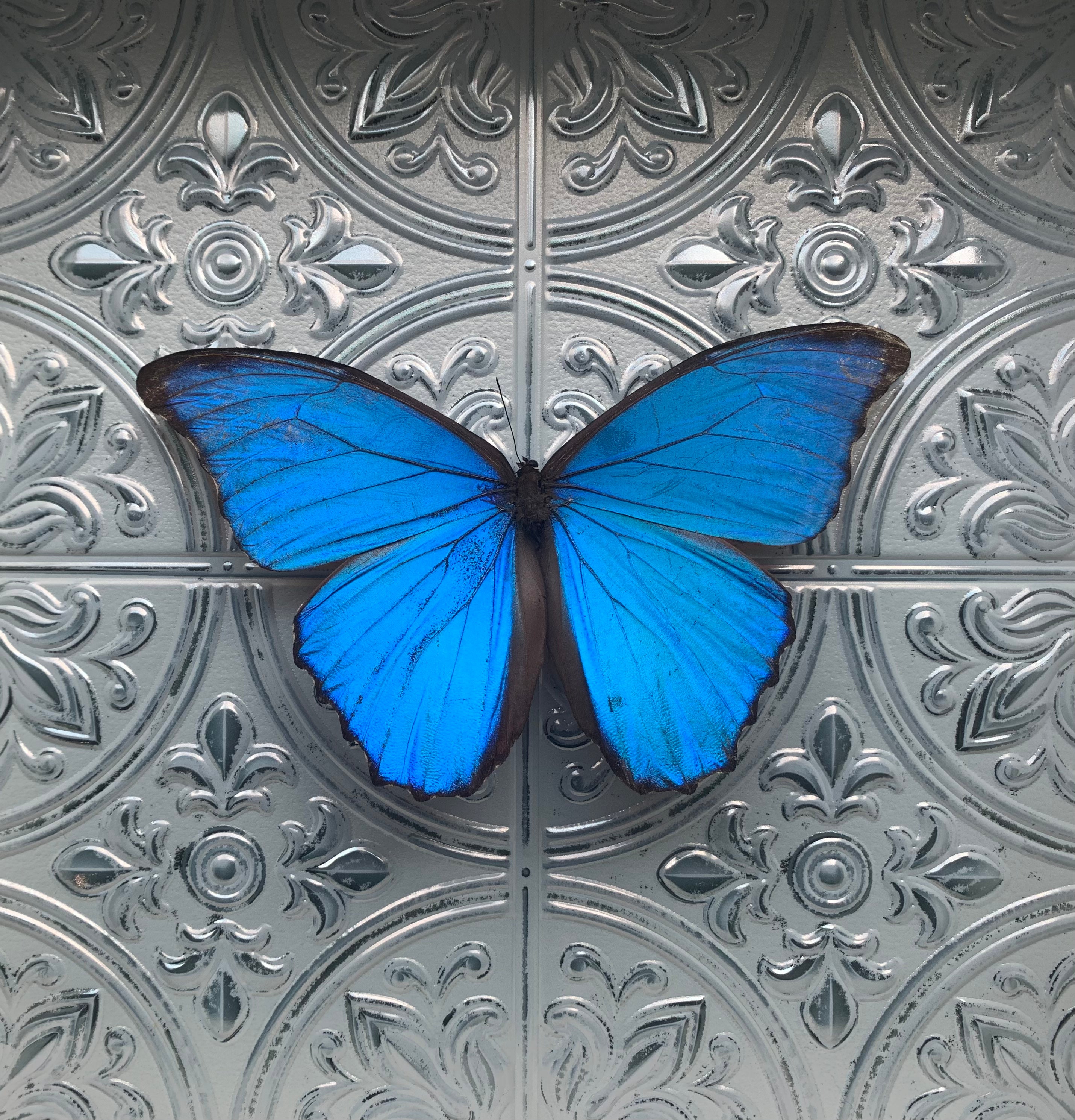 “Morpho Didius”- Butterfly