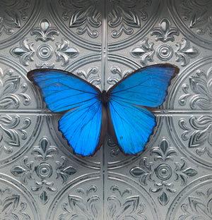 “Morpho Didius”- Butterfly