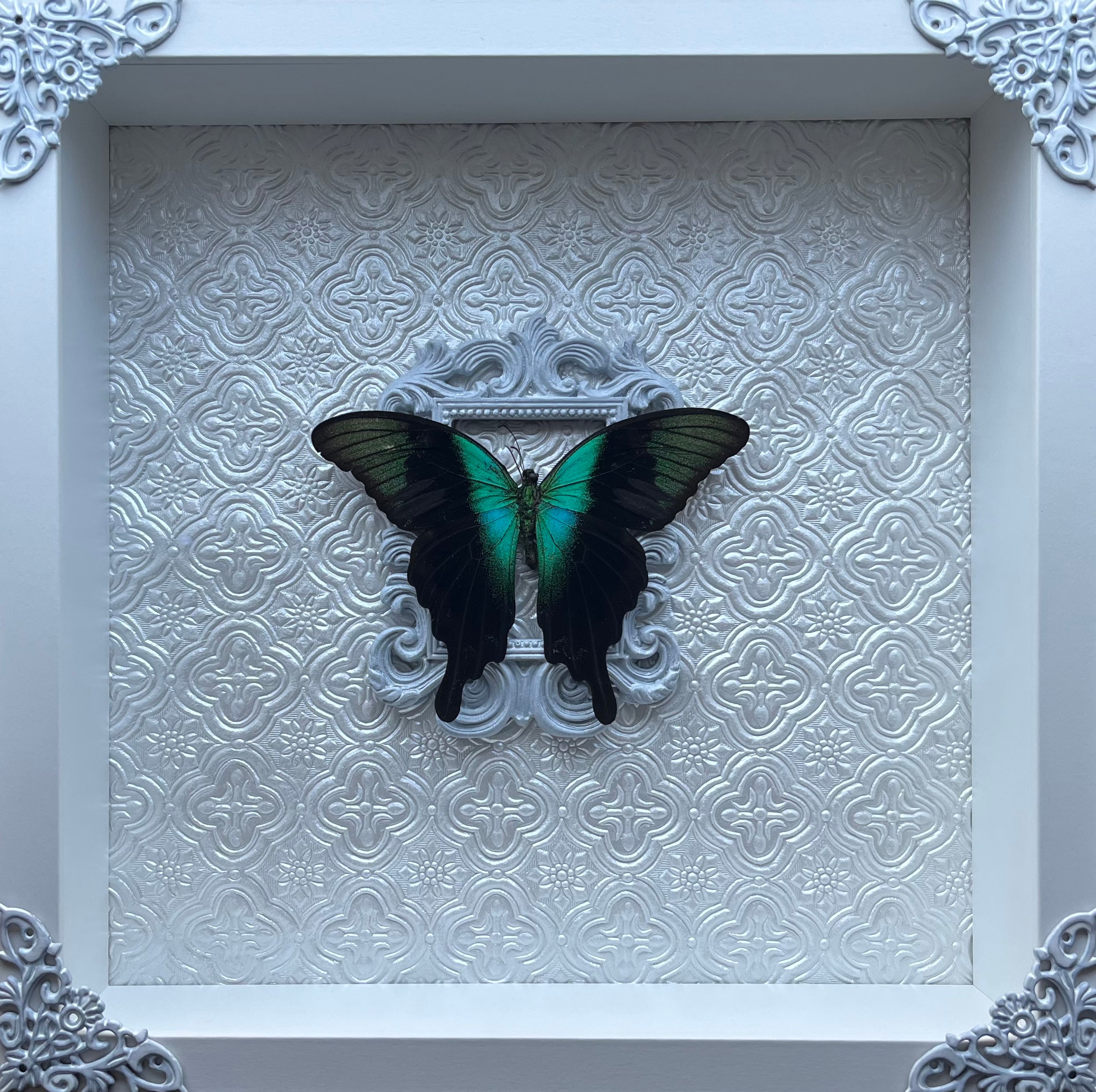 “Papilio Adamantius”- Butterfly