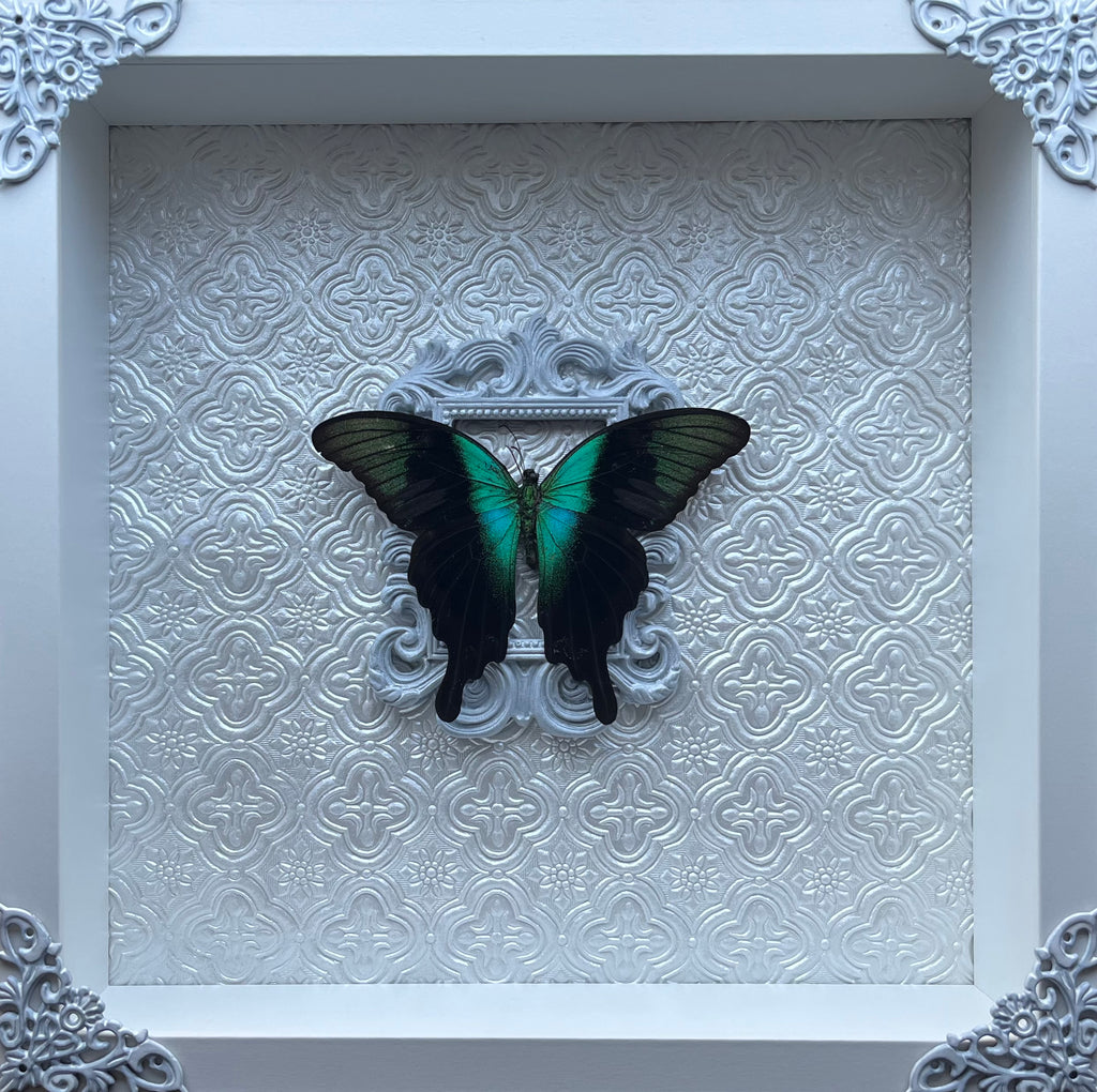 “Papilio Adamantius”- Butterfly