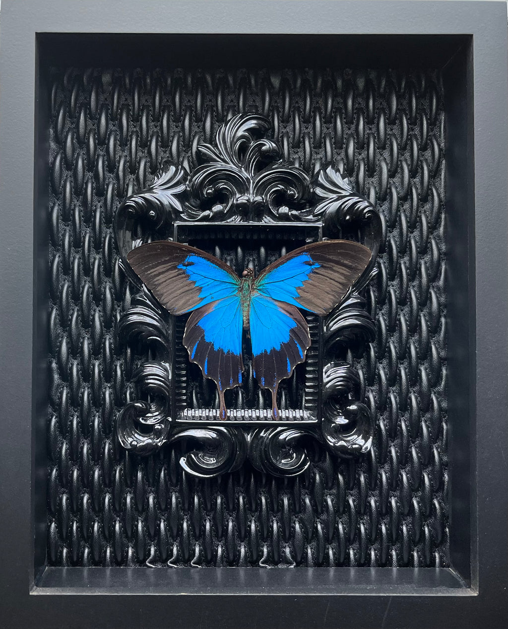 “Papilio Ulyssess”- Butterfly