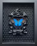 “Papilio Ulyssess”- Butterfly