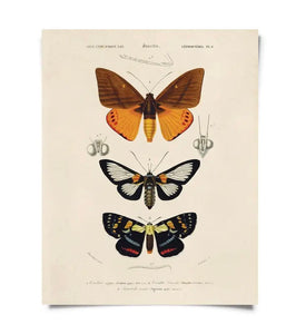 Vintage d'Orbigny Moth Insect Print