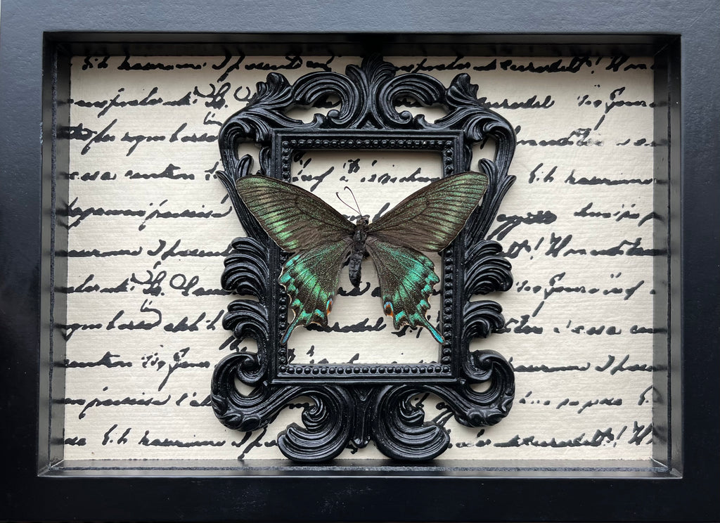 “ Papilio Maackii”- Butterfly
