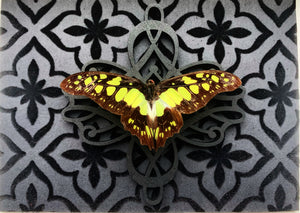 “Graphium Tyndareus”- Butterfly