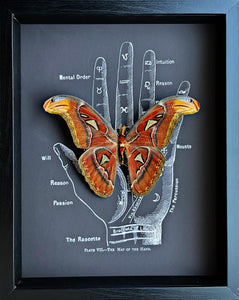 Atlas Moth