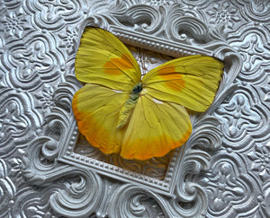“Phoebis Philea”- Butterfly (Custom Jaime)