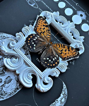 “Speyeria Idalia”- (RARE) Butterfly