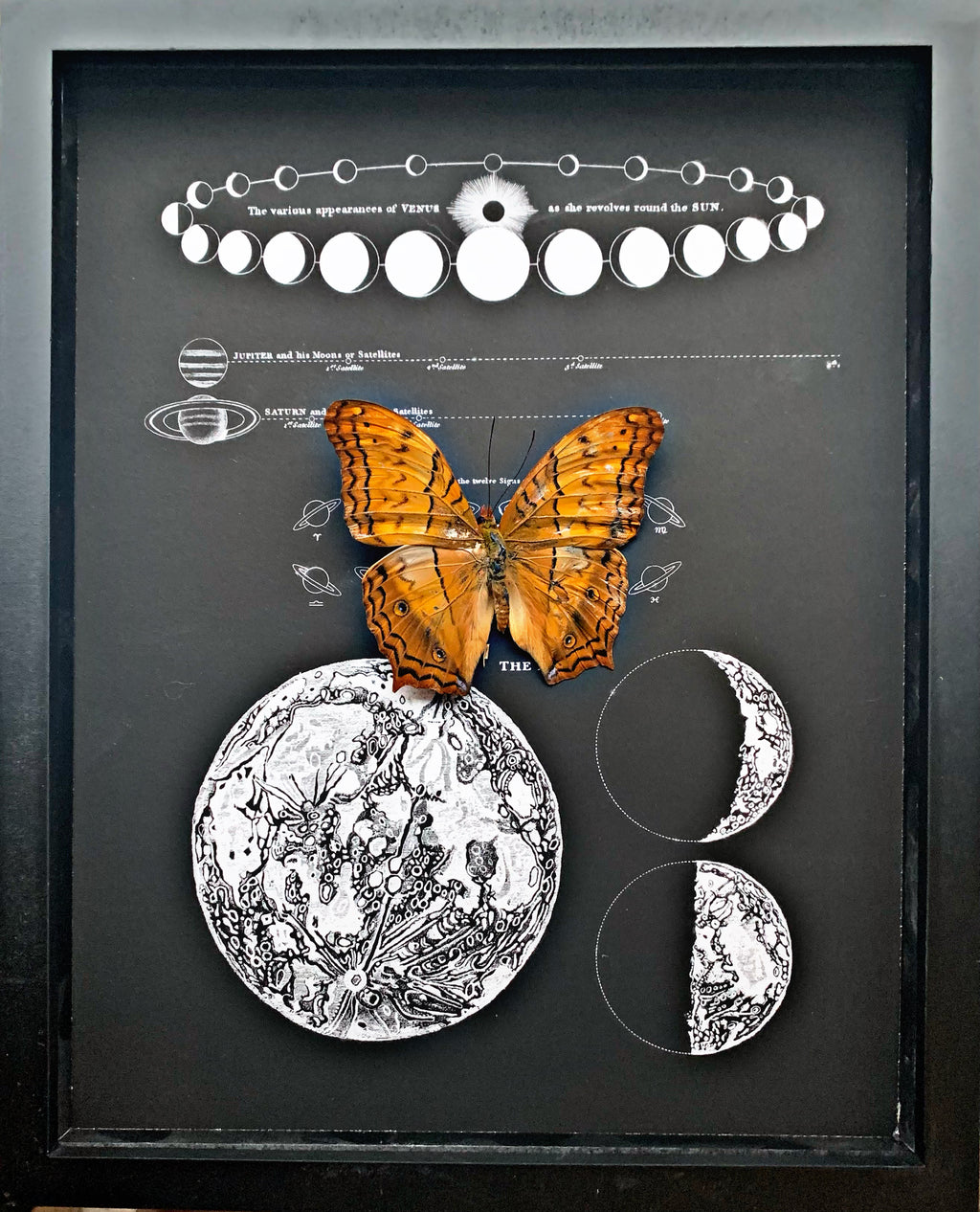“Vindula Erota”- Butterfly