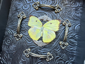 “Colias Hyale”- Butterfly