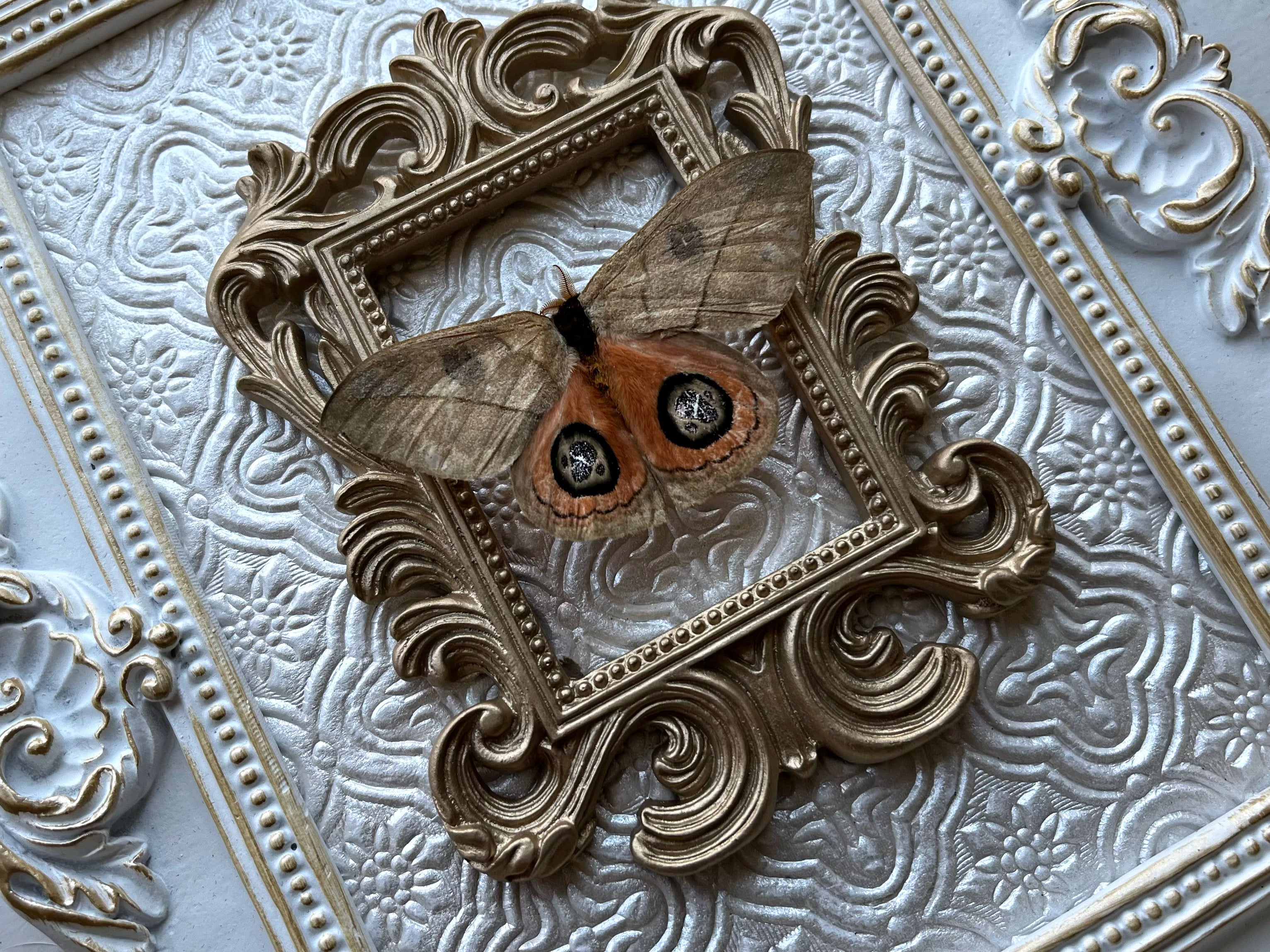 “Saturn Moth”