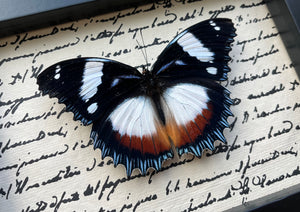 “Hypolimnas Dexithea”- Butterfly