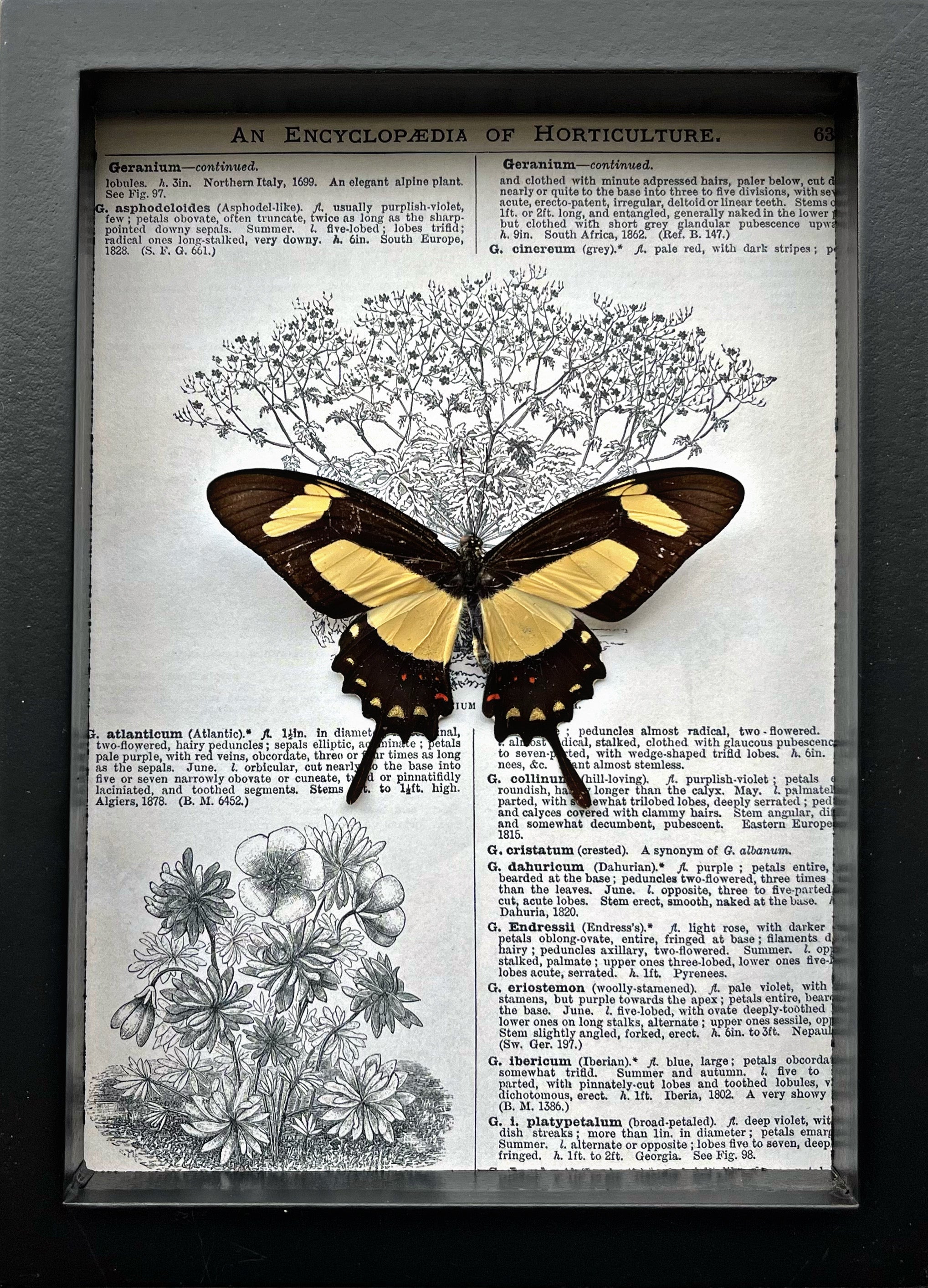 “Papilio Torquatus”- Butterfly