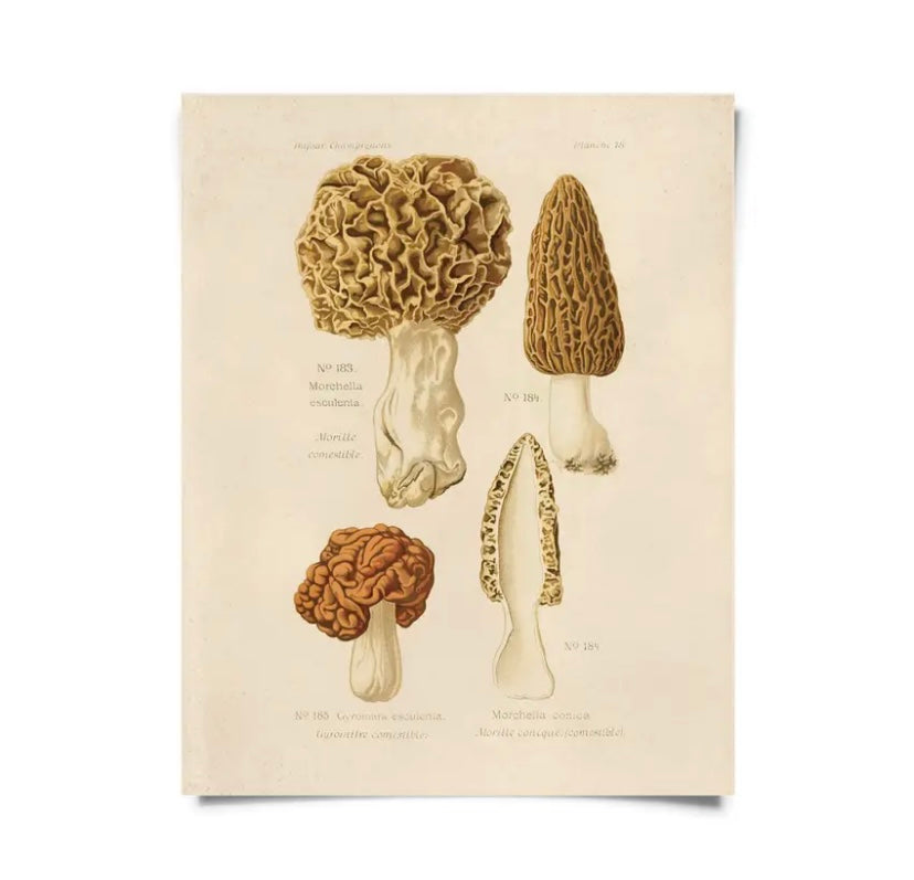 Vintage Botanical Mushroom Print